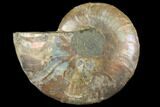 Agatized Ammonite Fossil (Half) - Madagascar #111504-1